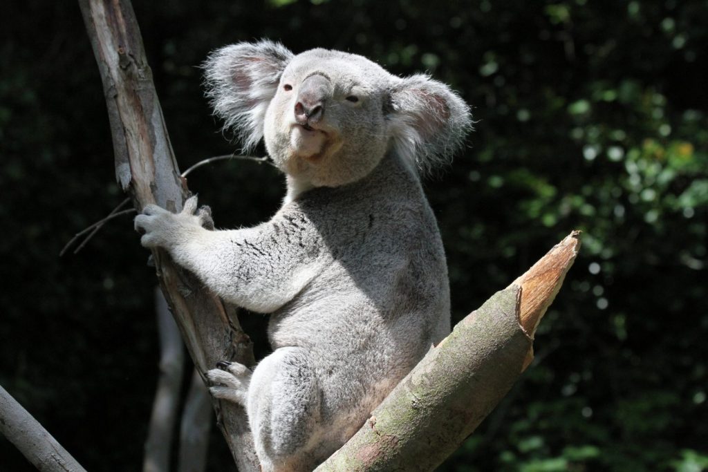 koala bear in tree