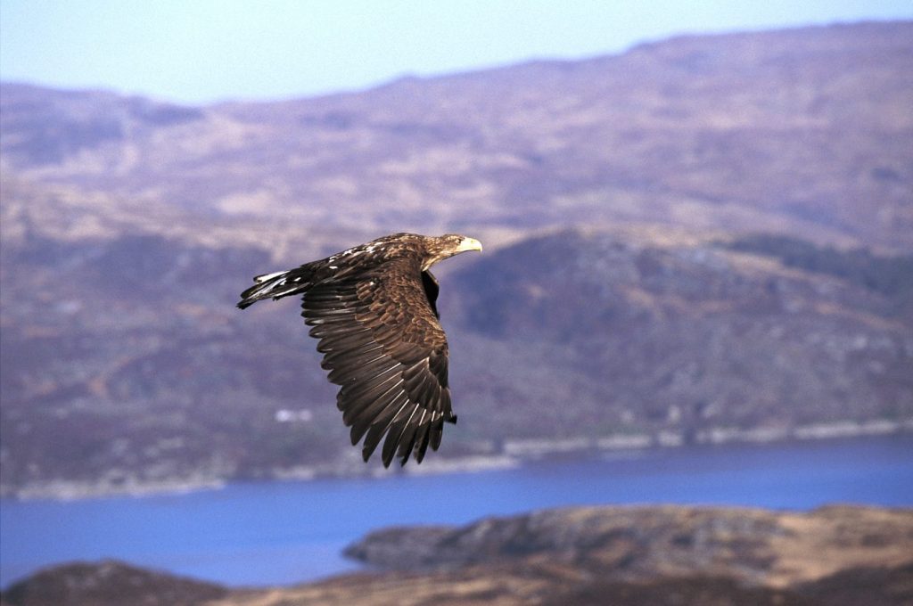 bird of prey in sky