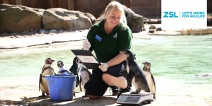 Zookeeper weighing penguins